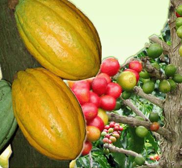 Monatélé et Mfou au coeur de l'informartion sur les tendances des marchés du cacao et du café 