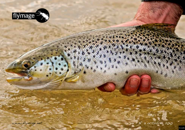 MUCHO, MUCHO MAS !!! FLYMAGE#3