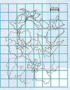 Les Hybiscus-noir et blanc