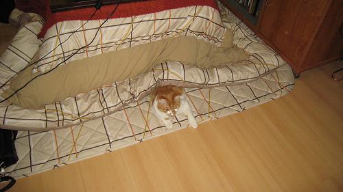Photos de cat avec kotatsu