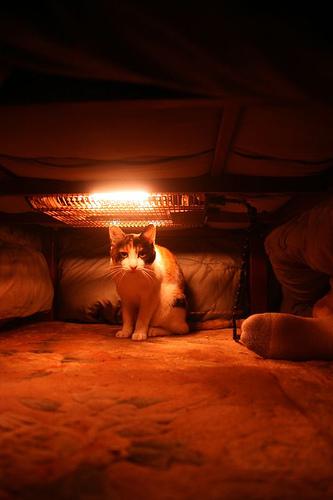 Photos de cat avec kotatsu