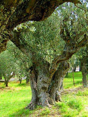 J'ai aimé ....regarder  la nuit tomber sur Gordes ....