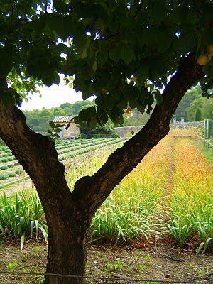 J'ai aimé ....regarder  la nuit tomber sur Gordes ....