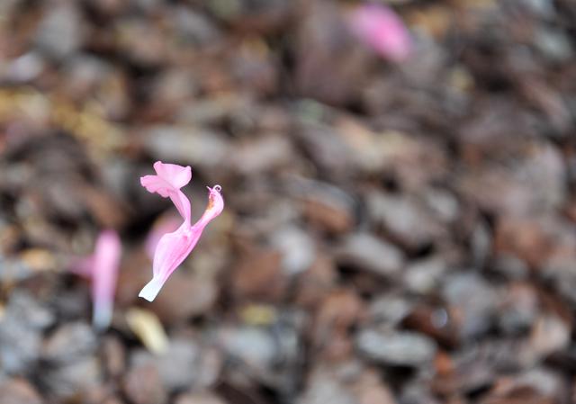 Est-ce répondre (Werner Lambersy)