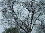 Fortes pluies orageuses vent fort lundi jusqu'à mardi vers mi-journée