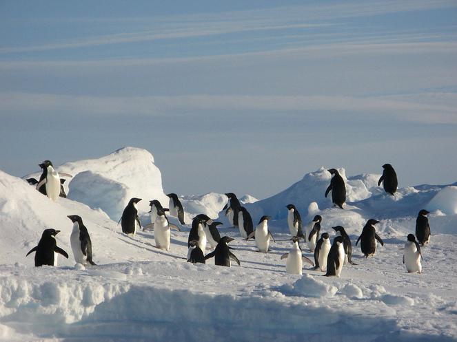 Google Street View en Antarctique...