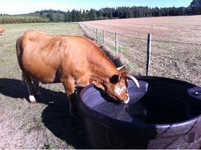 C'est l'heure de l'apéritif forézien (vive les vaches)