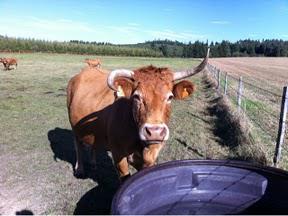 C'est l'heure de l'apéritif forézien (vive les vaches)