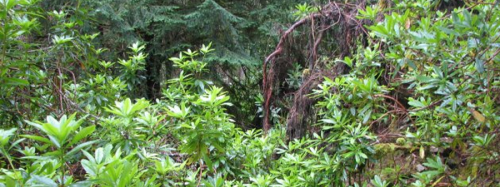 jungle 500x187 L’aventure et l’action sans combats c’est possible ?