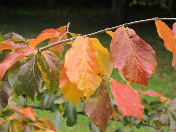 De l’art des feuilles d’automne