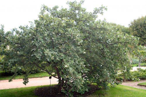 styrax paris 26 sept 2010 106.jpg