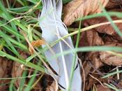 Promenade d’automne