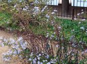 grands asters d'automne