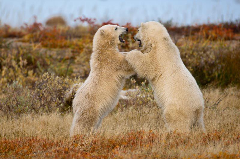 À Hudson Bay, ville en Saskatchewan, au Canada, ces deux ours polaires combattent. 