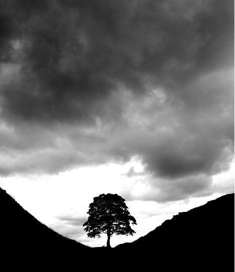 L'IMAGE DU JOUR: L'arbre de Robin des bois