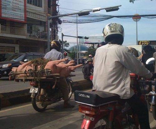 porcs vivants sur mobylette au Cambodge