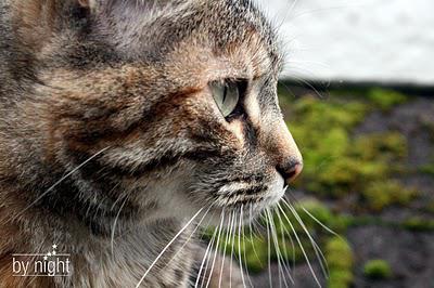 Ceci n'est pas une jupe