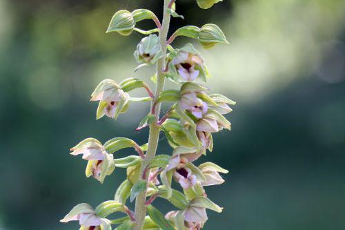 epipactis 23 juillet 2008 012.jpg