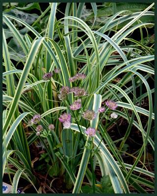 Bonjour, Tristesse !...