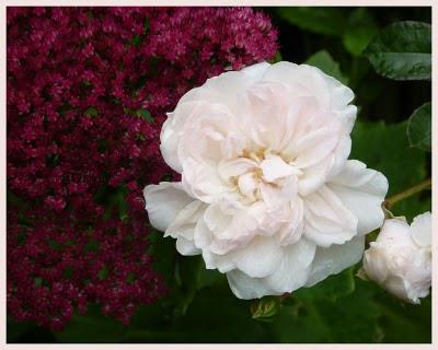 Bonjour, Tristesse !...