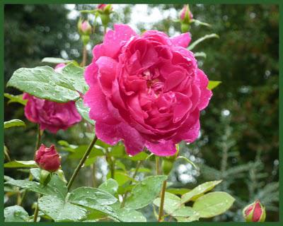 Bonjour, Tristesse !...