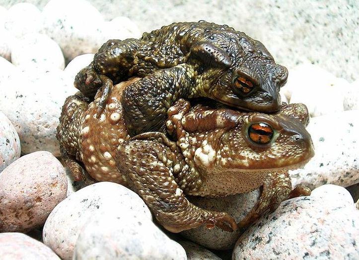 L'IMAGE DU JOUR: Crapaud