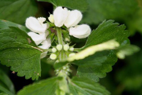 lamium romi 23 sept 2010 018.jpg