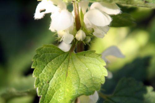 lamium romi 23 sept 2010 020.jpg