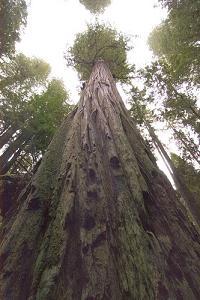 Le plus grand arbre du monde