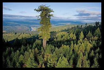 le plus grand arbre a chat du monde le
