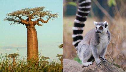 visuel Madagascar