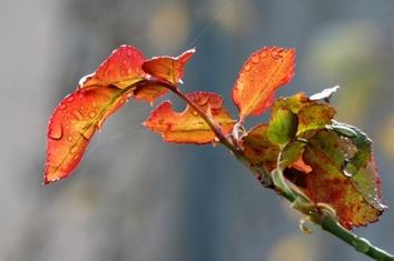 Episode de fortes pluies à partir de dimanche soir et lundi !