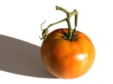 トマト tomato Xītomatl tomate
