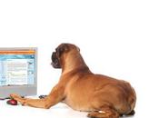 Achetez places pour Championnat monde d’agility