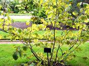 Hamamelis virginiana