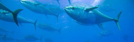 Thon rouge : la survie de l’espèce passe par un arrêt de la pêche industrielle !
