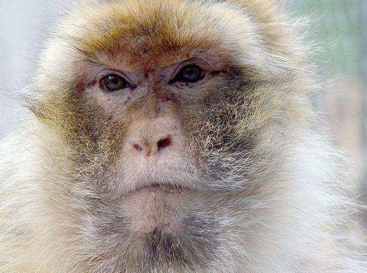 L'IMAGE DU JOUR: Face de magot