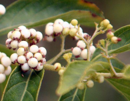 calli dicho fr paris 26 sept 2010 049.jpg