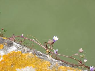 La fleur sauvage de la paroi (Tilemachos Chytiris)