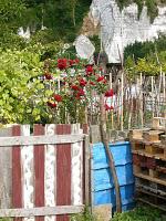 OU POUSSENT CAROTTES ET ROSES...