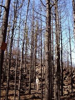 LE PIN CANARIEN  : Un pacte avec le feu
