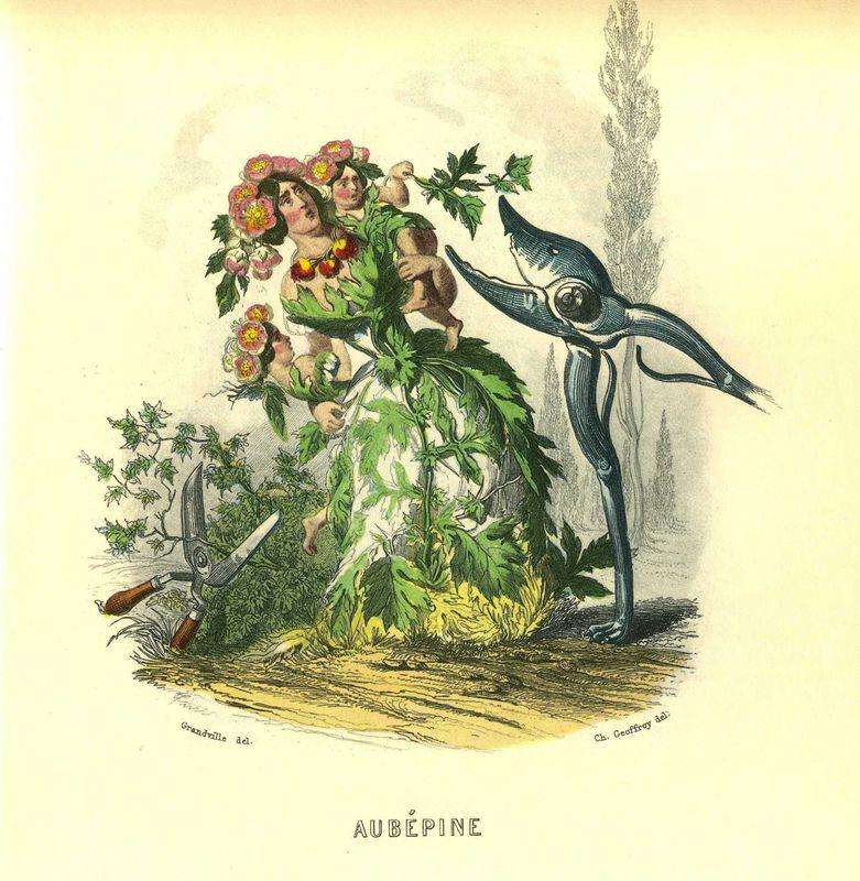 Aubépine (J.J. Grandville)