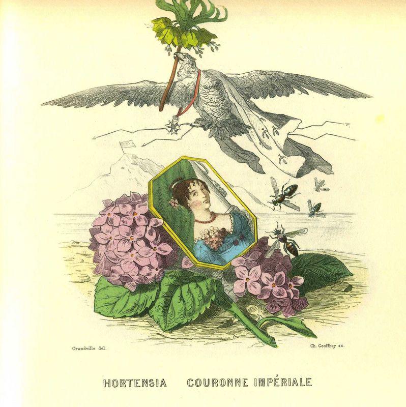 Hortensia, couronne impériale (J.J. Grandville)