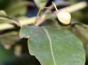 Euonymus grandiflorus