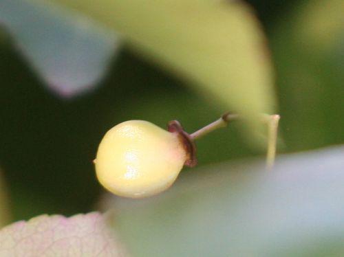 euo grand fruit paris 10 oct 2010 013.jpg
