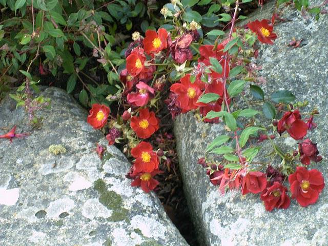 un peu beaucoup passionnement