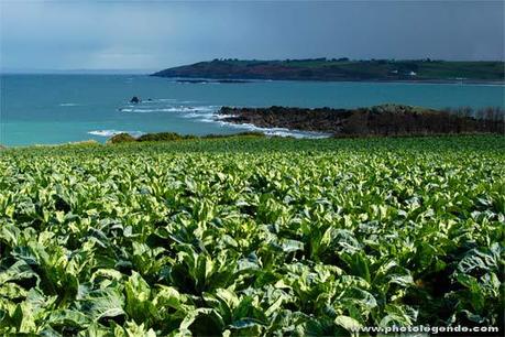 Champ de choux-fleurs à Plougasnou Champ de choux-fleurs à Plougasnou