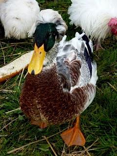 Week-end très agréable, ensoleillé à souhait ! C'était le...