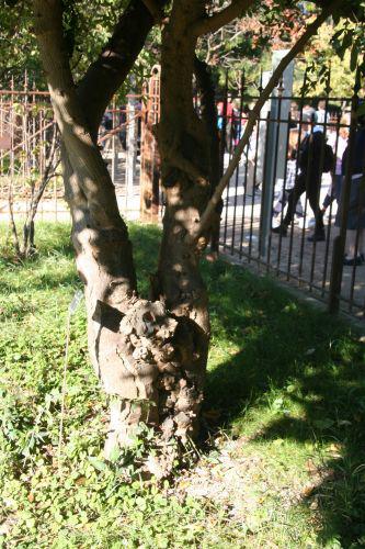 zantho plan tronc paris 10 oct 2010 152.jpg