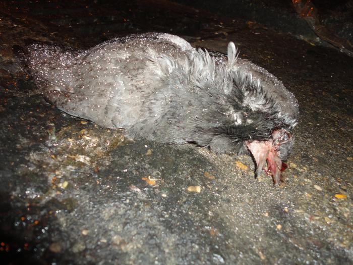 Week.005 #NO BATTERY